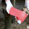 Cattle Hoof Bandage