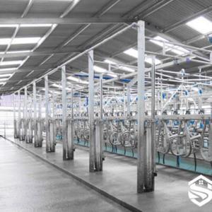 Cow Milking System for Dairy Farms - SHEWUYOU Livestock Equipment