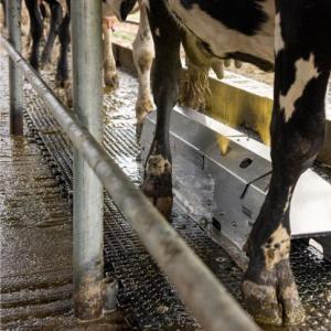 Automatic Udder Washing System - SHEWUYOU Livestock Equipment