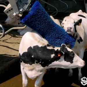 Cow Comfort Brush System - SHEWUYOU Livestock Equipment
