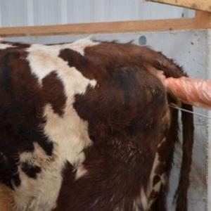 Veterinary AI Lubricant for Cattle - SHEWUYOU Livestock Equipment