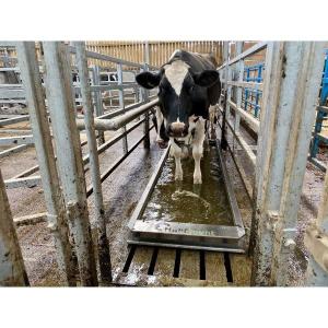 Stainless Steel Cattle Footbath  - SHEWUYOU Livestock Equipment