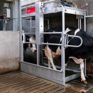 Cattle Footbath - SHEWUYOU Livestock Equipment