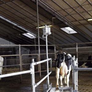 Water Saving Cattle Footbath System  - SHEWUYOU Livestock Equipment