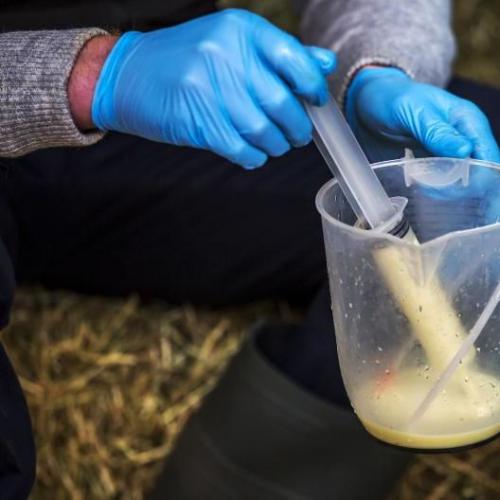 Colostrum Sample Cup - SHEWUYOU Livestock Equipment