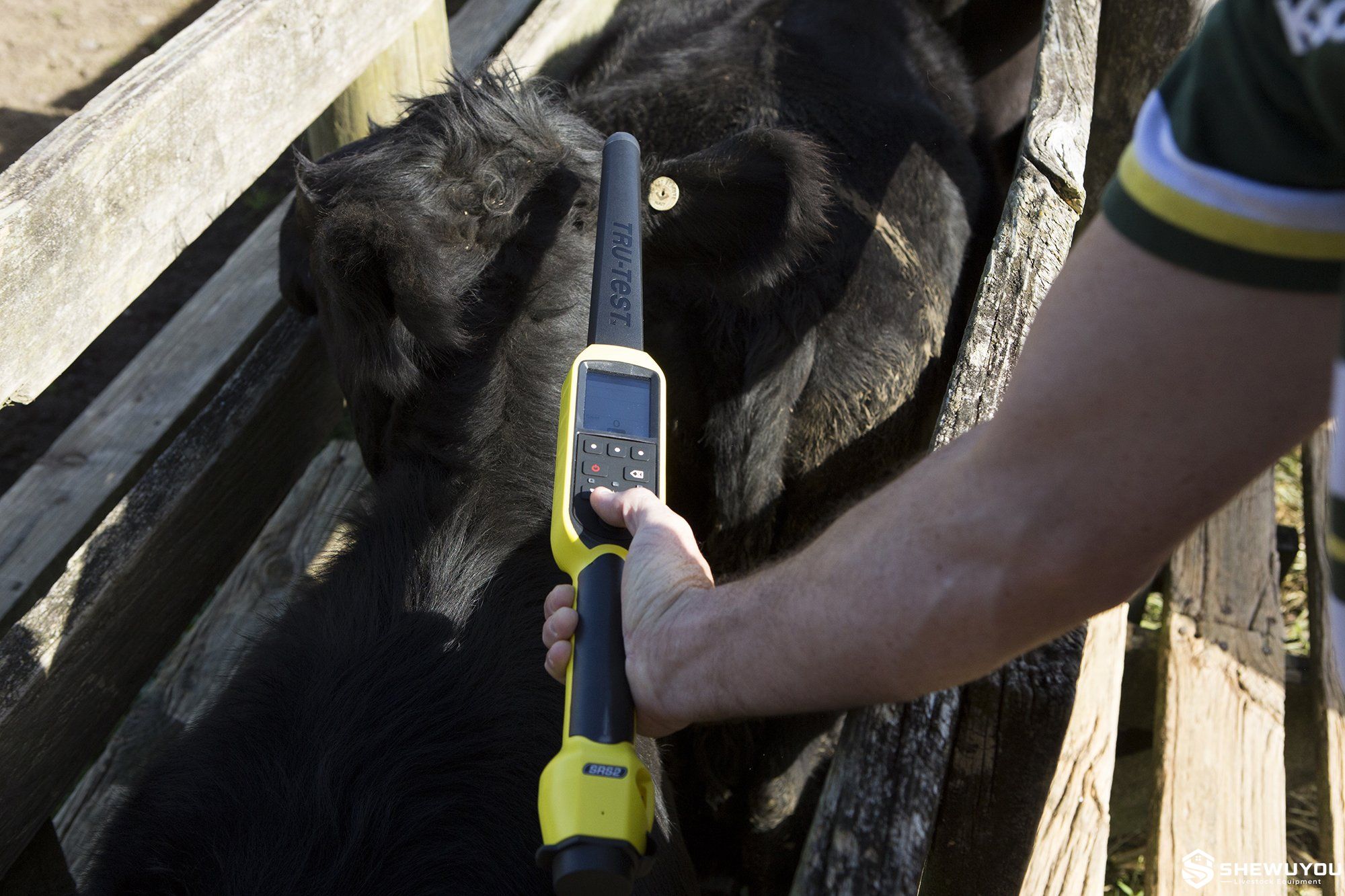 cattle RFID stick reader scanning electronic ear tag