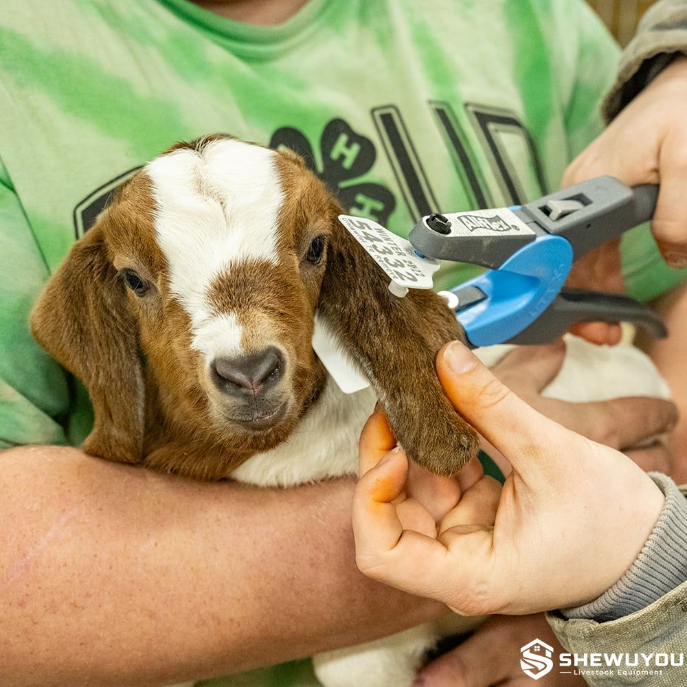 multi-purpose livestock ear tag applicator in use
