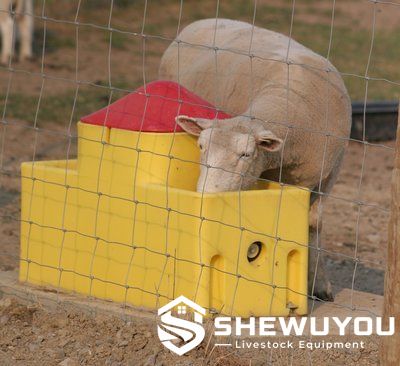 low-level double-sided sheep drinking trough