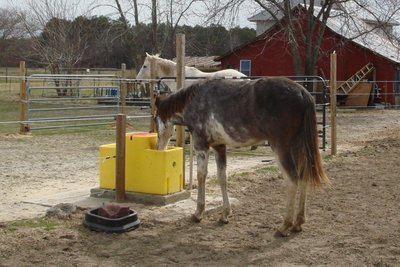 double-sided automatic livestock drinker farm installation