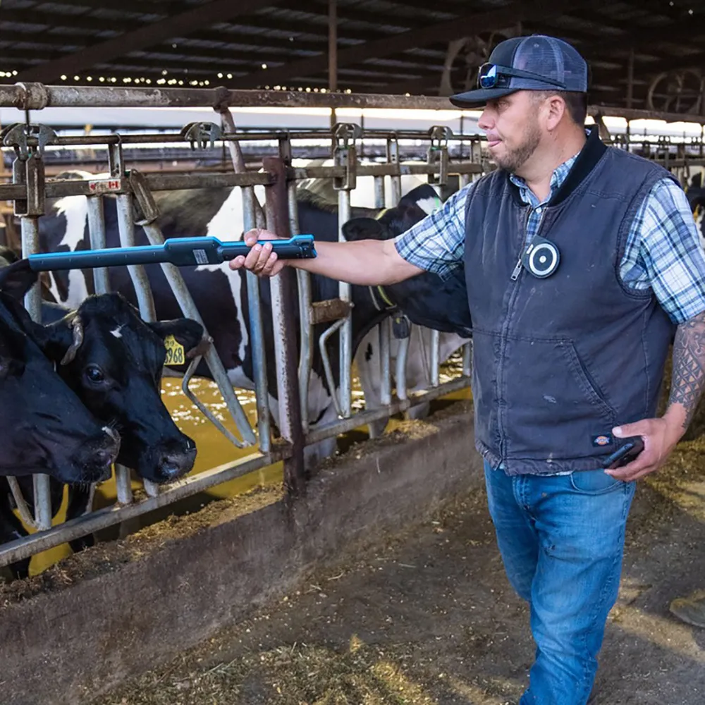 RFID stick reader scanning cattle electronic ear tags in dairy barn