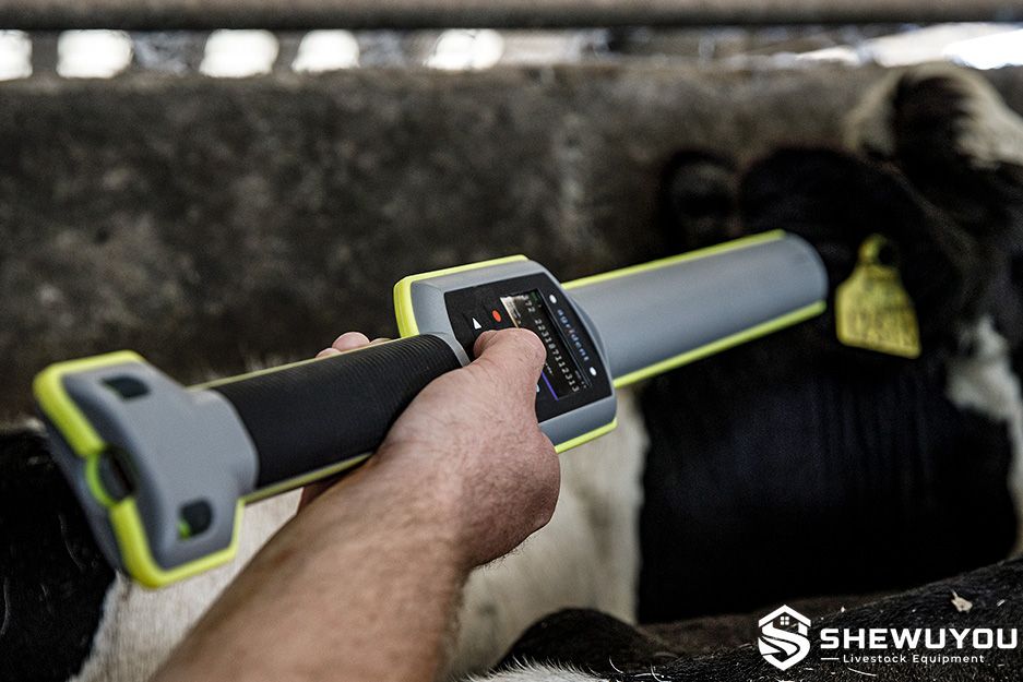 portable livestock RFID reader scanning cattle ear tag