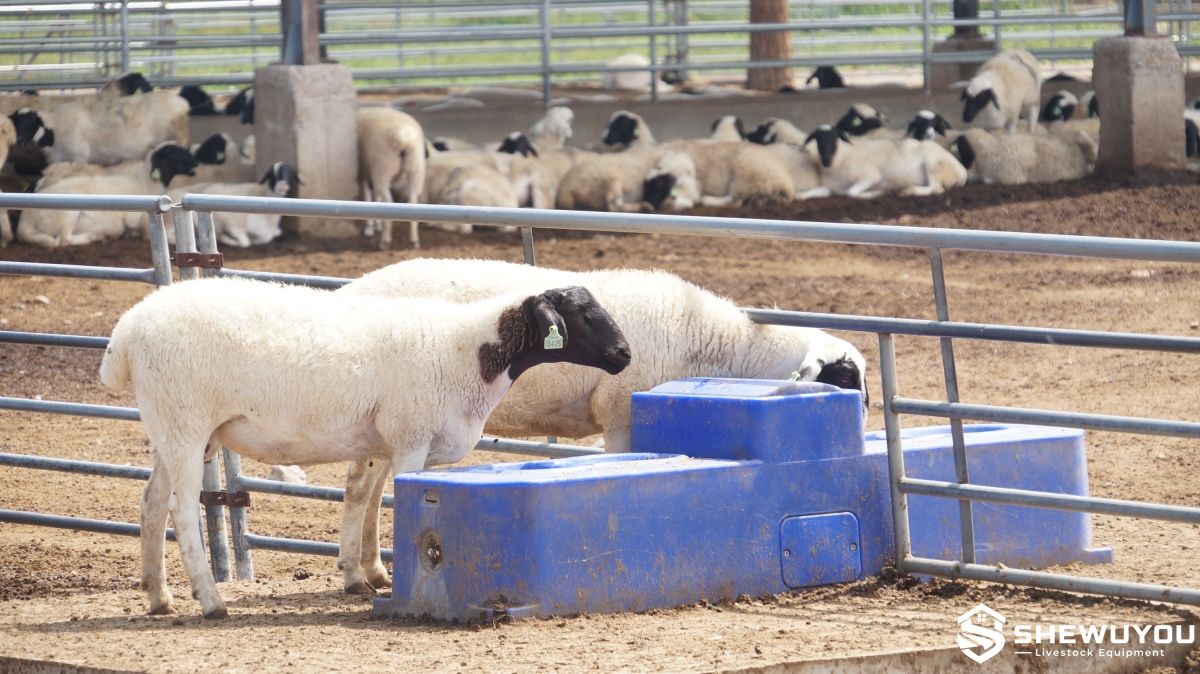 high-flow automatic sheep drinker for large flocks