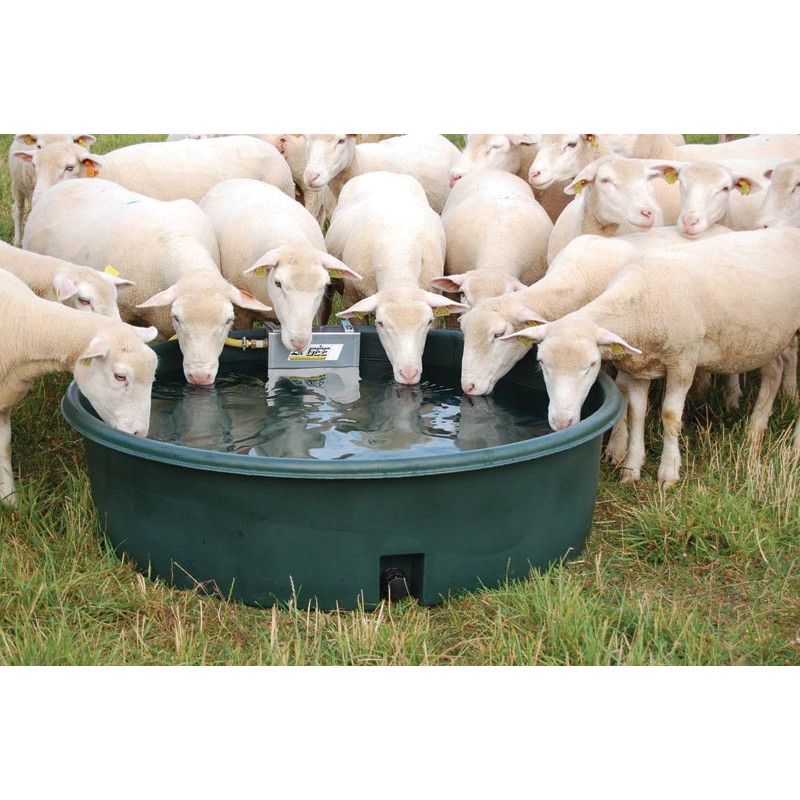 large flock sheep drinking from automatic water trough