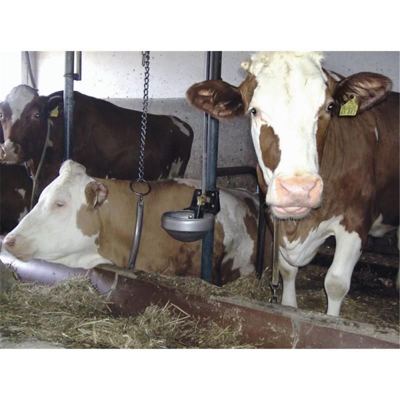Stainless steel cattle water bowl in livestock barn