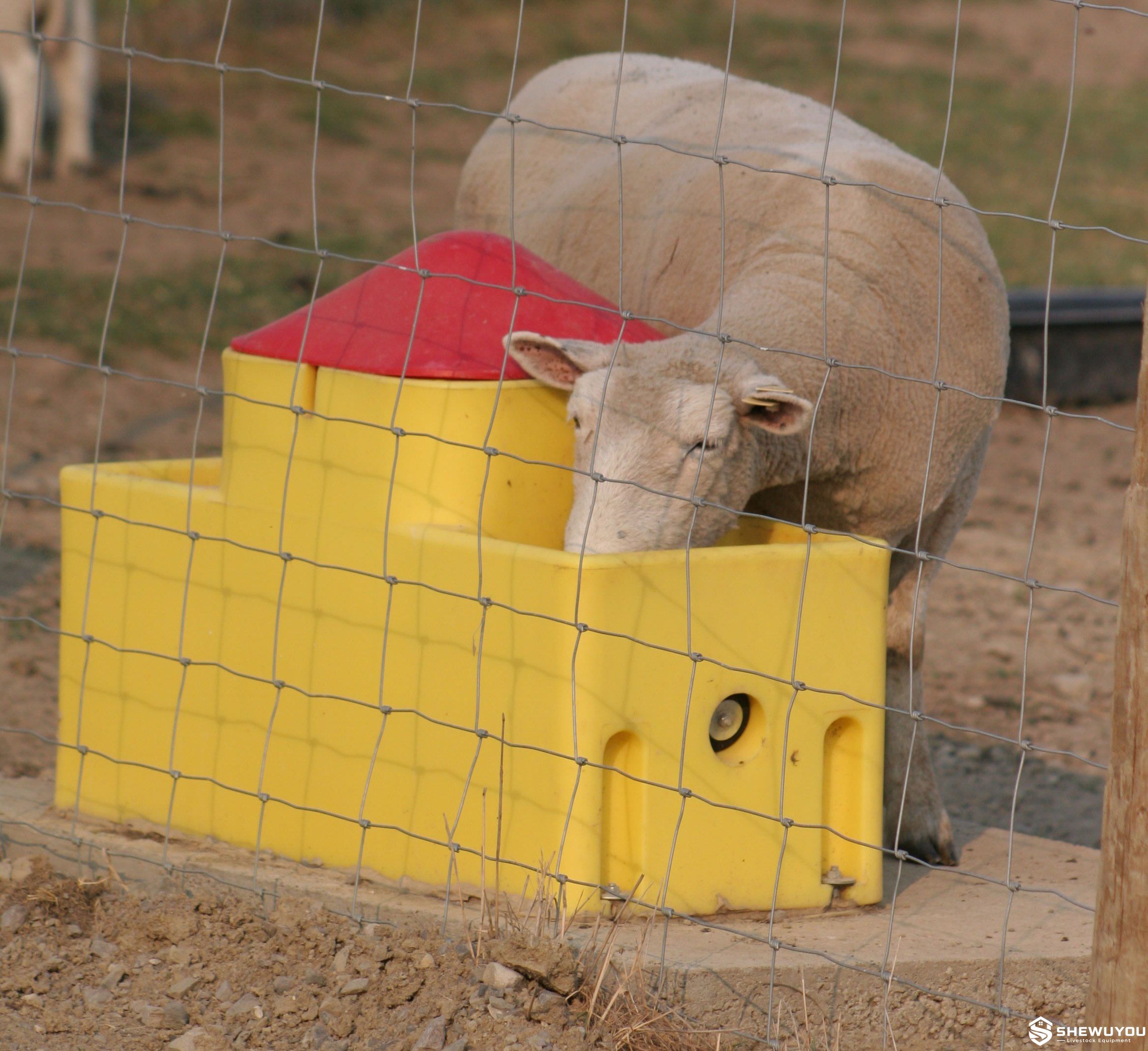 frost-free sheep drinking system