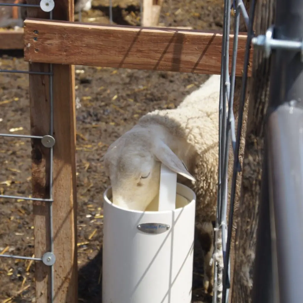 underground non-electric frost-free sheep waterer