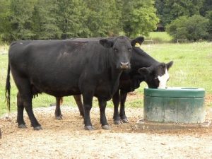 large flock livestock waterer in pasture