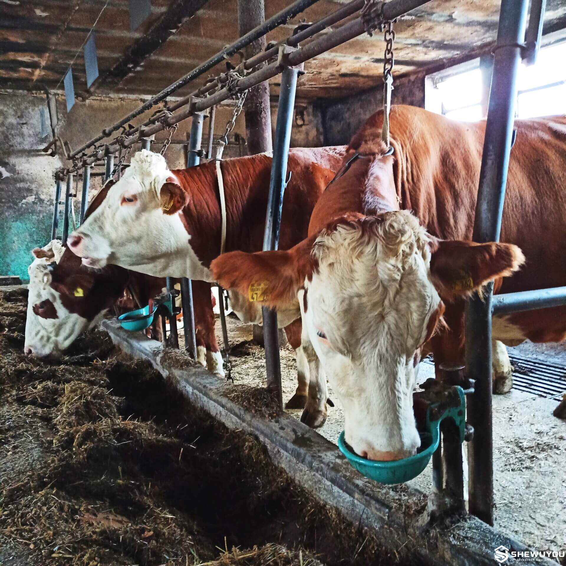 high-flow cattle drinking bowls installed in cattle barn