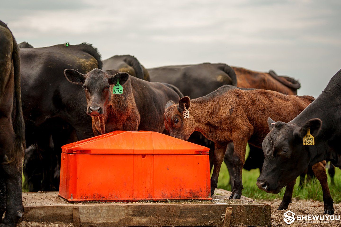 energy-free insulated sheep waterer