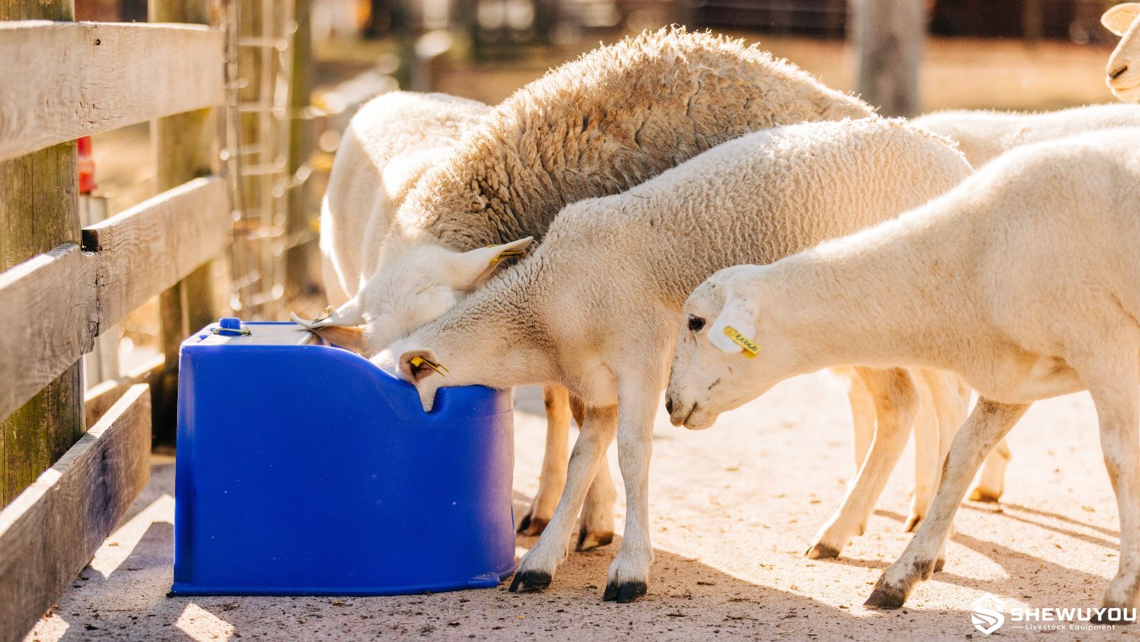 insulated sheep waterer in livestock pasture