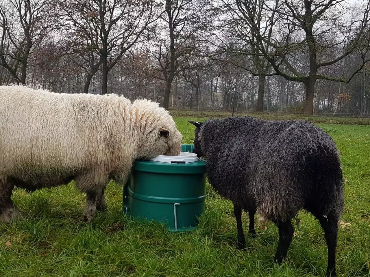 frost-free insulated livestock drinking waterer