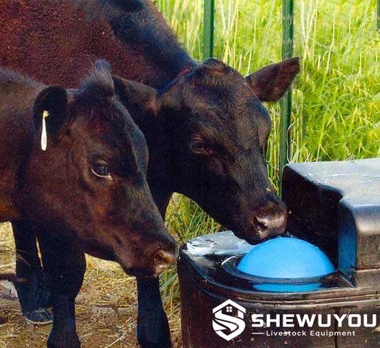 cattle drinking from two-hole energy-free livestock waterer