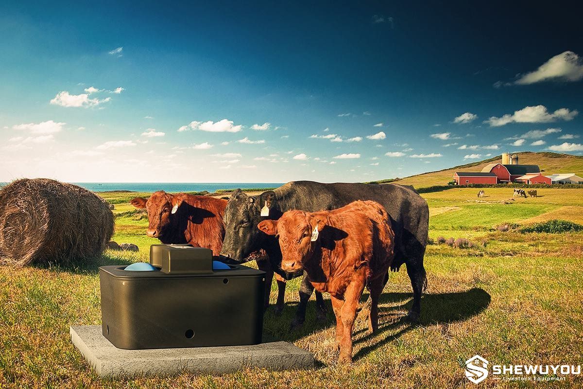 energy-free cattle waterer installed on pasture concrete pad