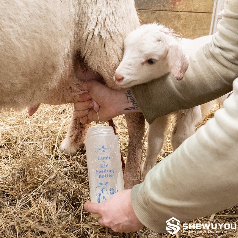 lamb feeding bottle livestock application