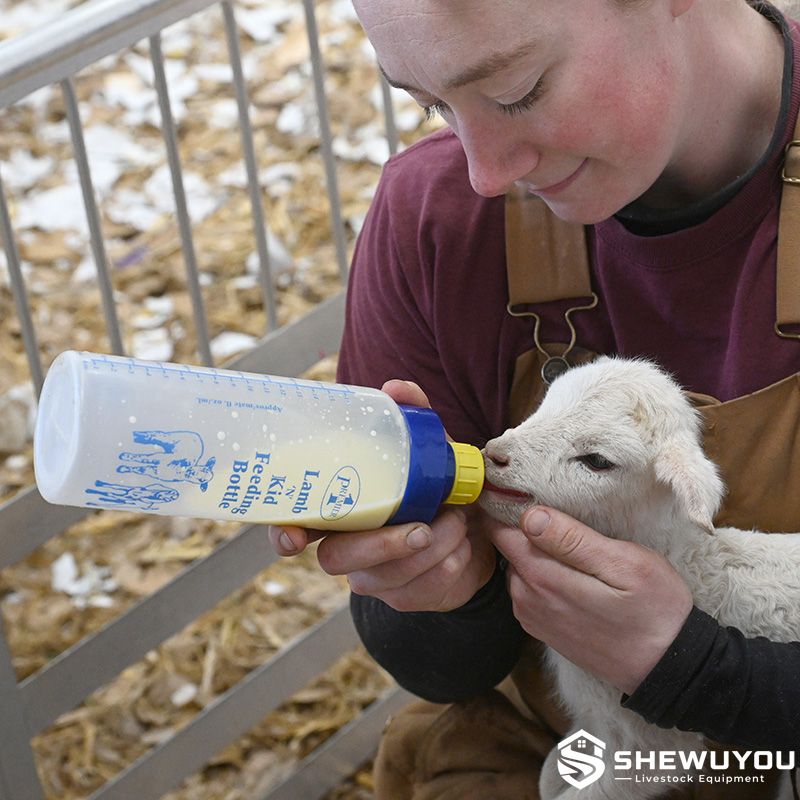 lamb feeding bottle hand feeding