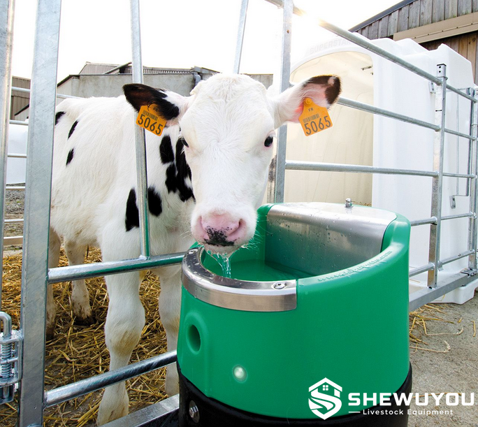 calf using heated automatic livestock waterer in cold climate housing