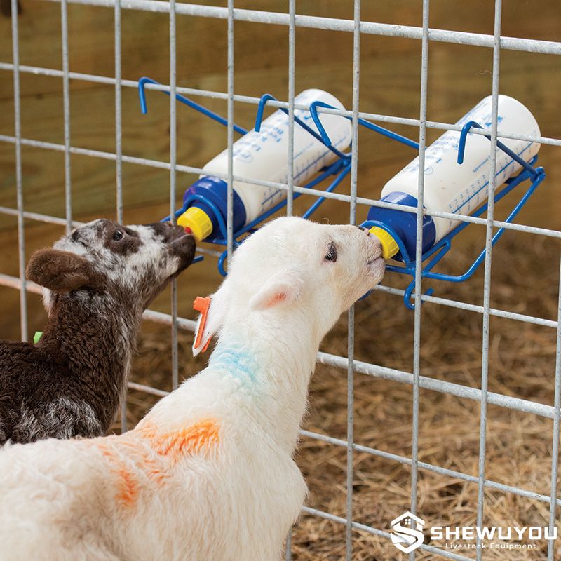 Lambs Feeding from Fence Mounted Bottles