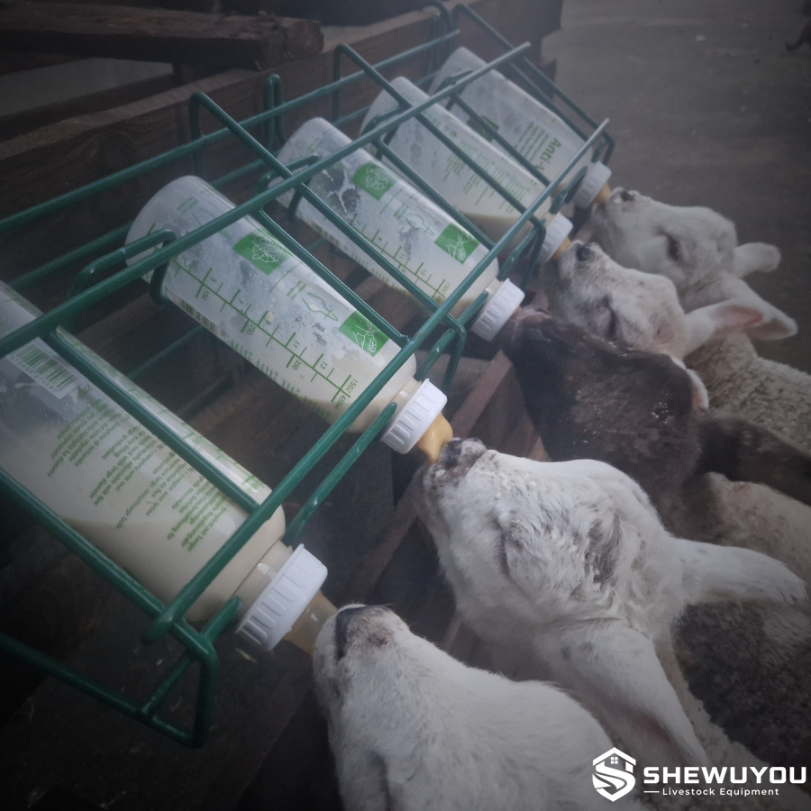 lambs drinking from five bottle feeding rack