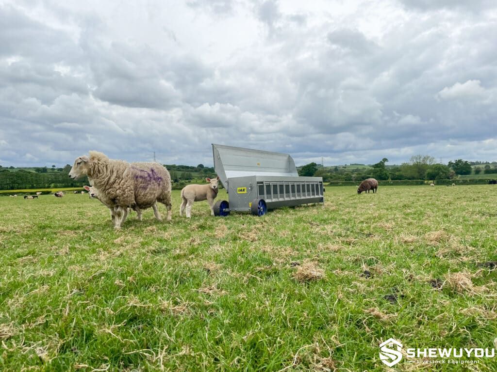 Lamb Creep Feeder in Sheep Pasture