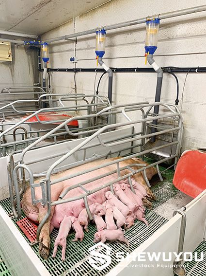 Mobile Piglet Creep Box Farrowing House Application
