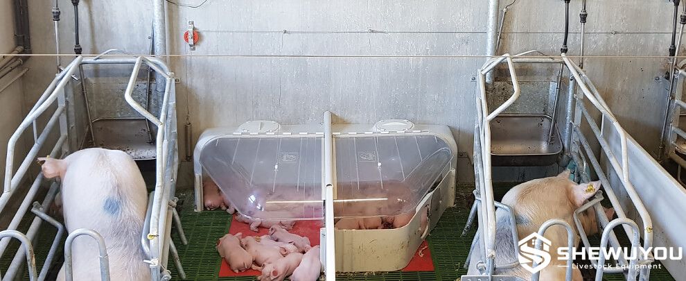 Transparent Piglet Creep Box in Farrowing Pen