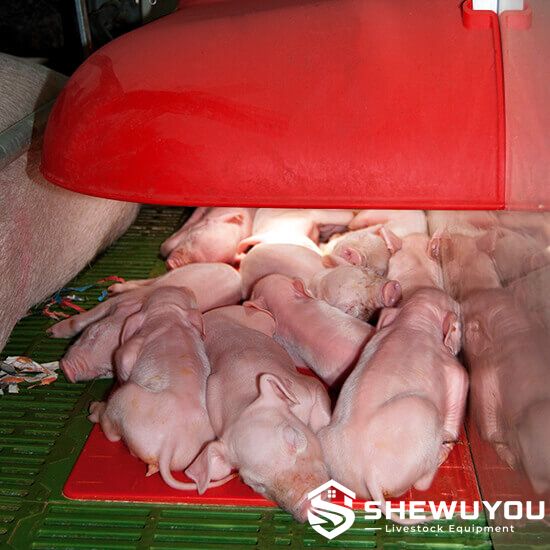 Adjustable Piglet Creep Cover with Piglets