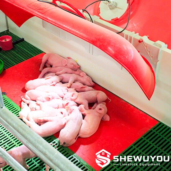 Mobile Piglet Creep Cover in Farrowing Pen