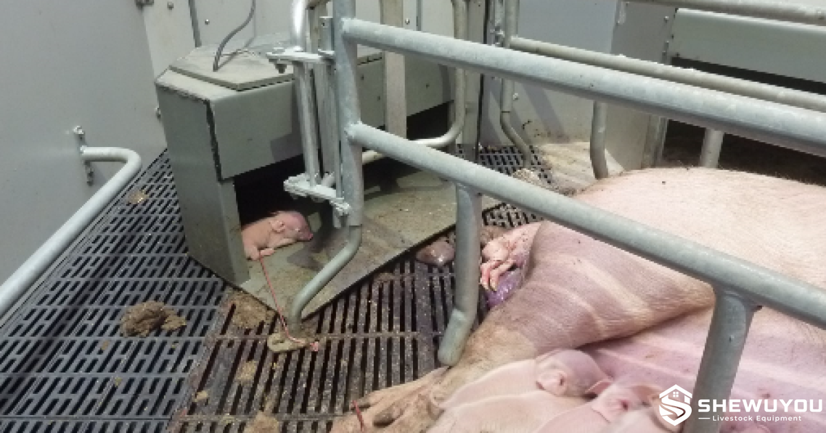 Covered Piglet Creep Box Farrowing Application