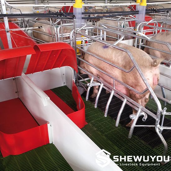 Piglet Creep Box in Commercial Farrowing Pen