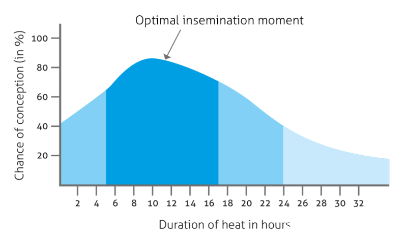 cow estrus detection optimal insemination timing chart