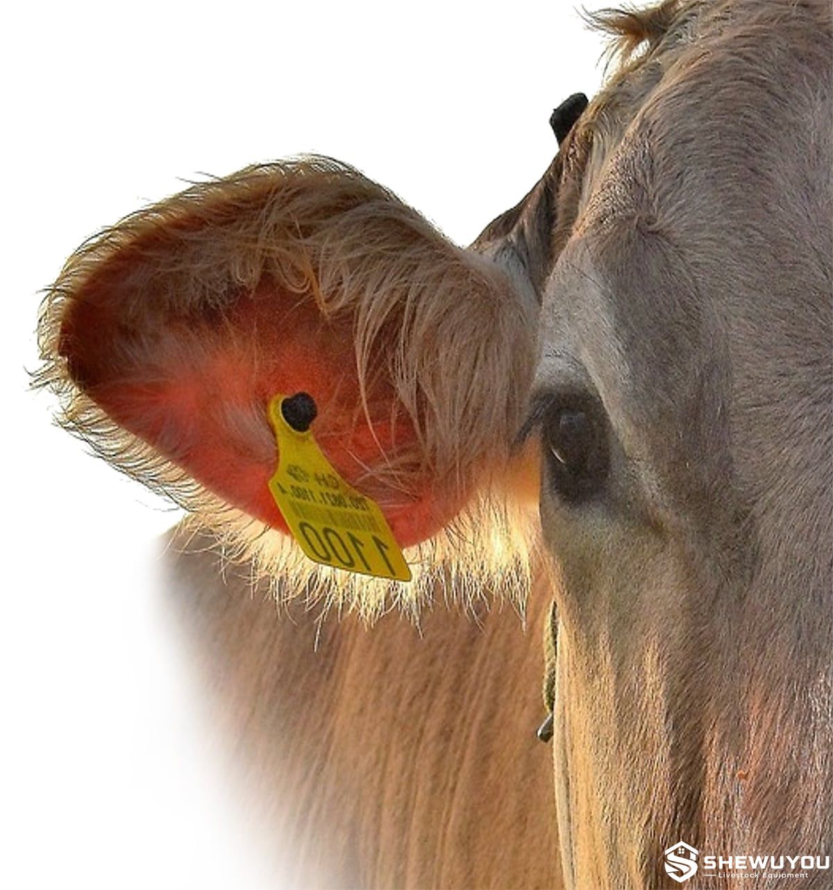 smart livestock heat detection ear tag