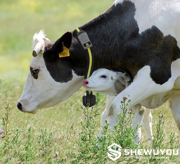 cow activity monitoring system with neck sensor