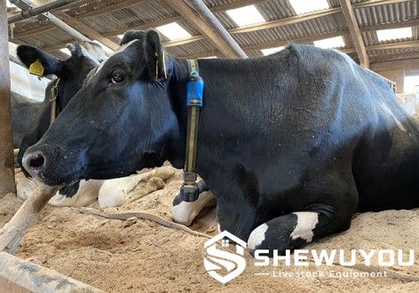 heat detection collar installed on dairy cow