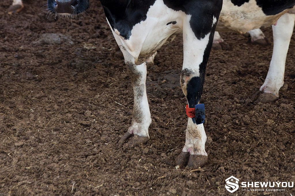 cow leg mounted heat detection activity pedometer