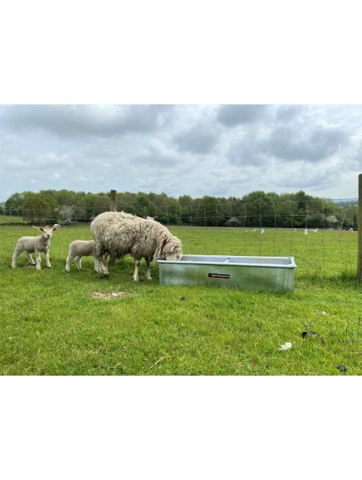 sheep drinking from livestock water trough