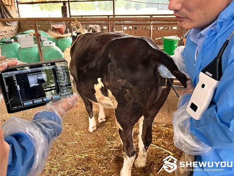 cattle pregnancy ultrasound examination