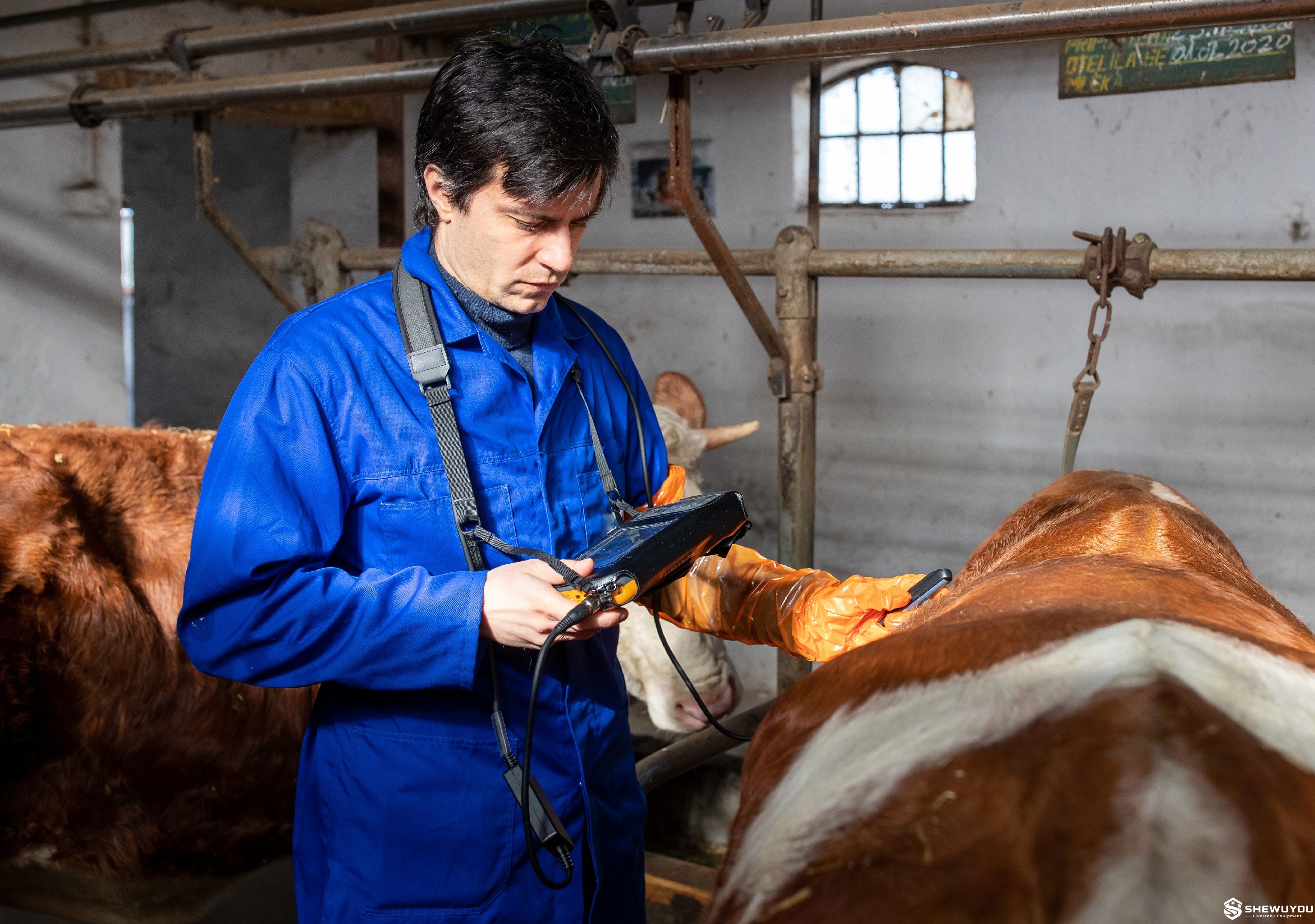 Veterinary ultrasound scanning on cattle farm