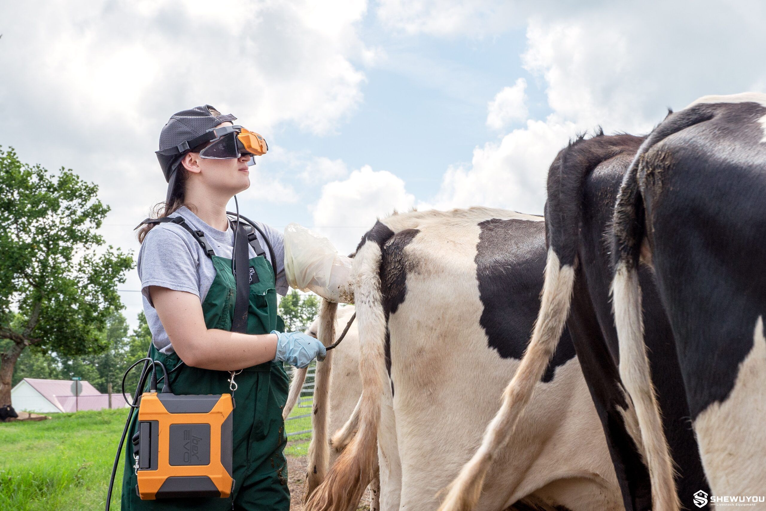 bovine ultrasound pregnancy examination
