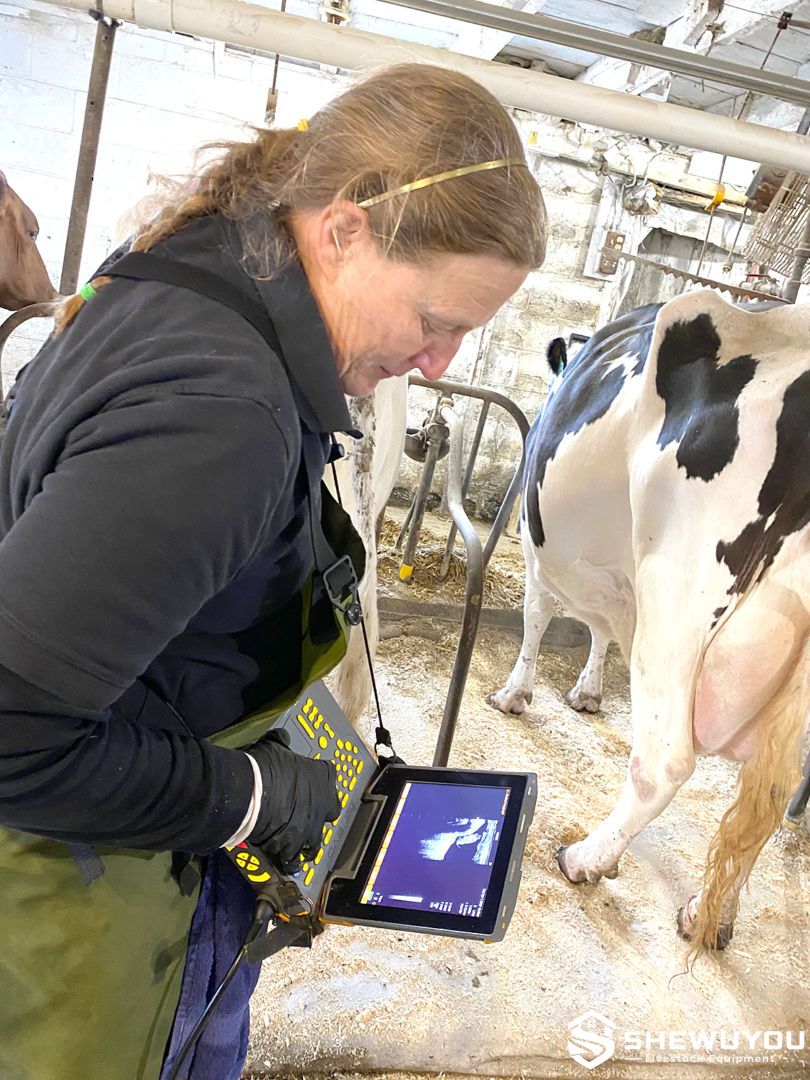cattle pregnancy ultrasound diagnosis