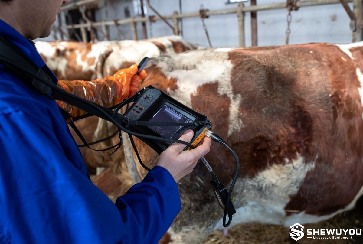 on-farm cattle ultrasound examination